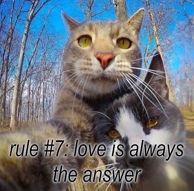 a picture of two cats with the text rule #7: love is always the answer