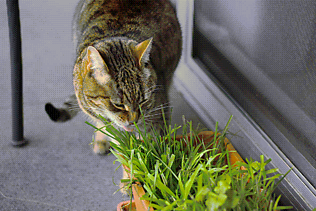 Photo of a cat eating grass.